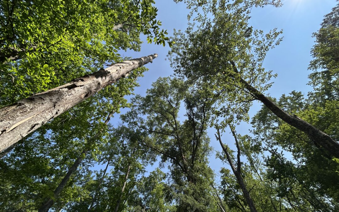 WATCH:  A walk in the woods at Downtown Greens