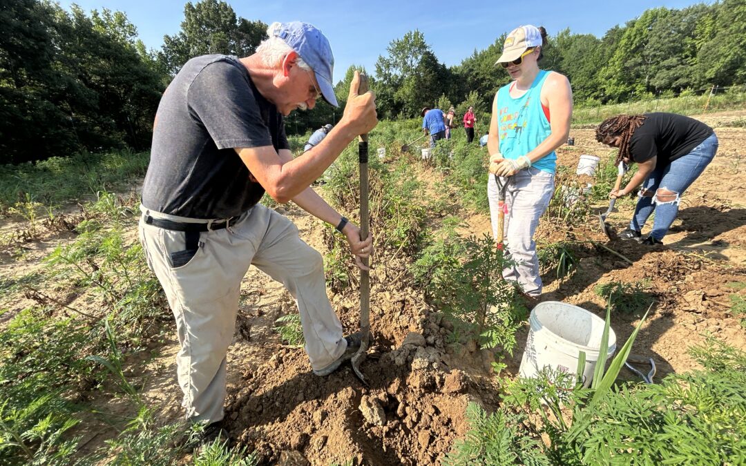 WATCH:  Harvesting potatoes at Rappahannock Education Farm