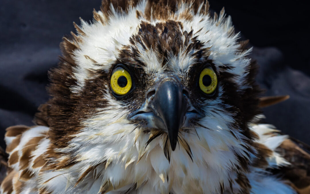 No-fish story: Milde afraid that lack of menhaden is dooming osprey