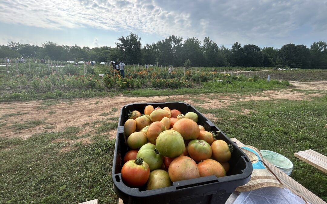 PHOTOS: Planting…and harvesting at Rappahannock Education Farm